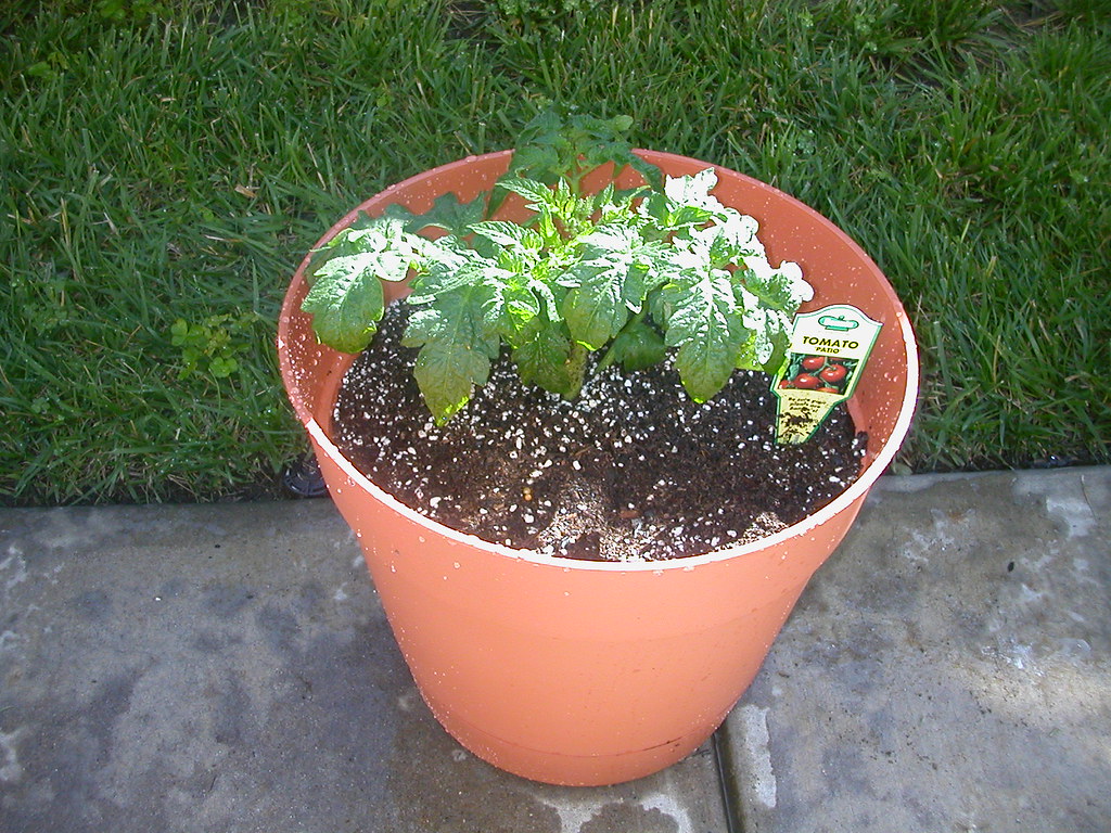 Tomatoes Bonnie, tomatoes from Walmart(Patio) divax Flickr