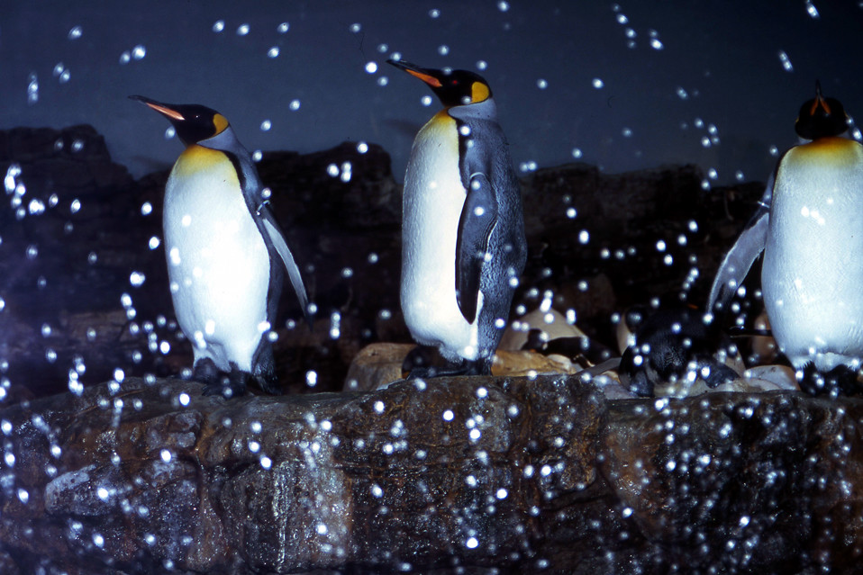 penguin Penguins and fake snow, Sea World, Orlando FL Spri… Flickr
