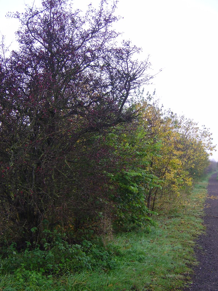 Killingworth Trees Paul Hardy Flickr