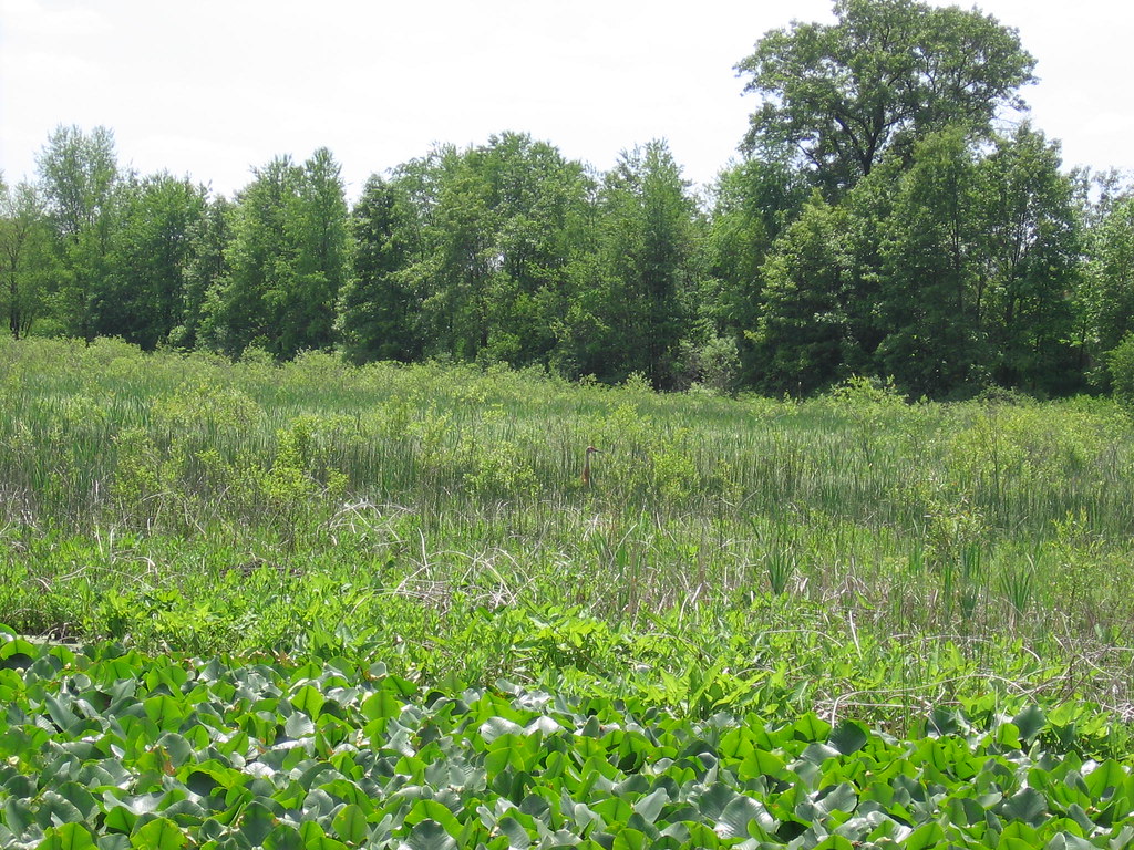 Sandhill Crane Backwater Lake, North ster, Indiana Jeff Carroll