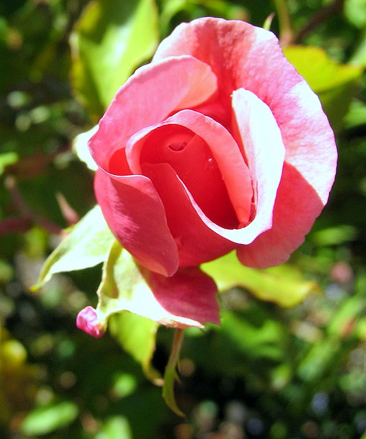 rosebud on Rose Street K Hardy Flickr