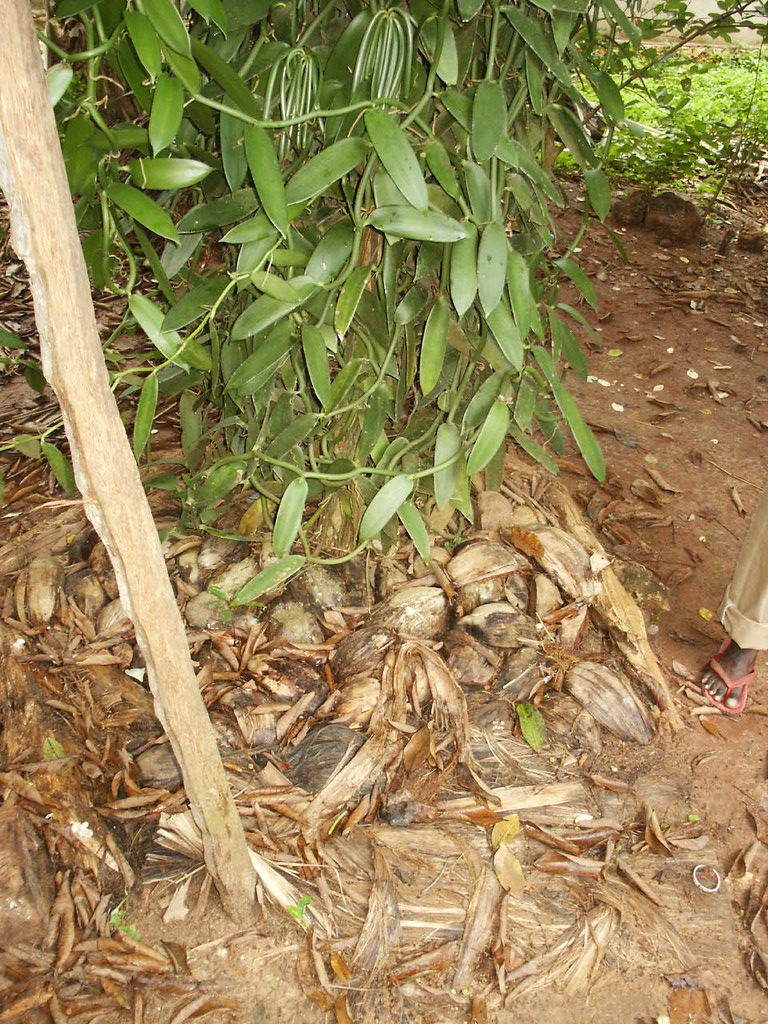 Coconut mulch Coconut husks are used for mulch for these vâ€¦ Flickr