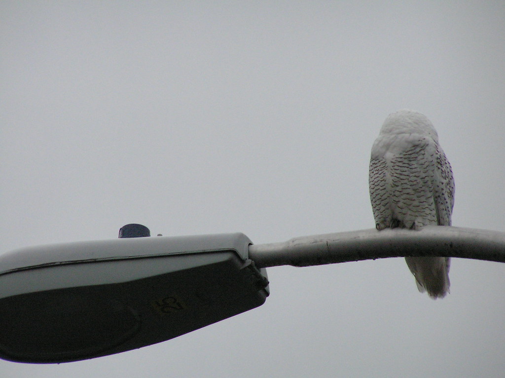 Capitol Hill Owl It can turn its head completely around! Laurel F
