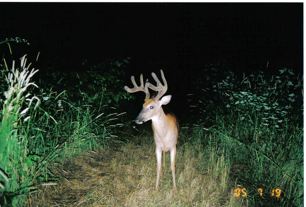 All sizes Deer in Headlights Flickr Photo Sharing!