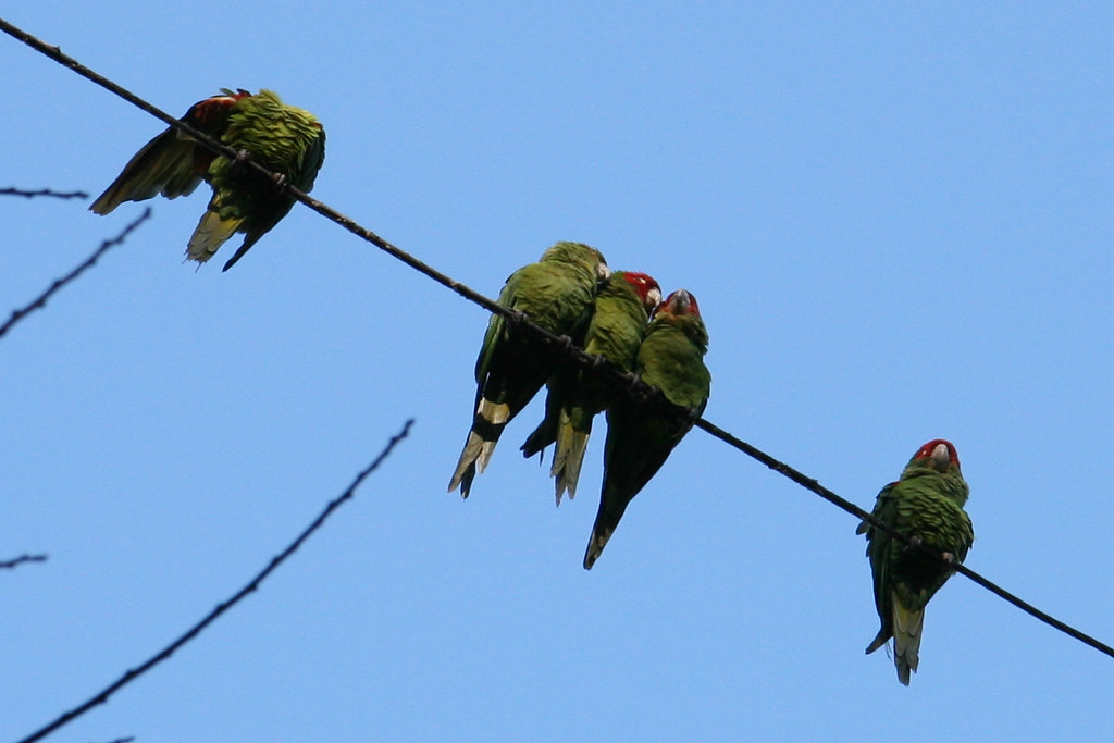 Birds on a wire Andrew Fitzhugh Flickr