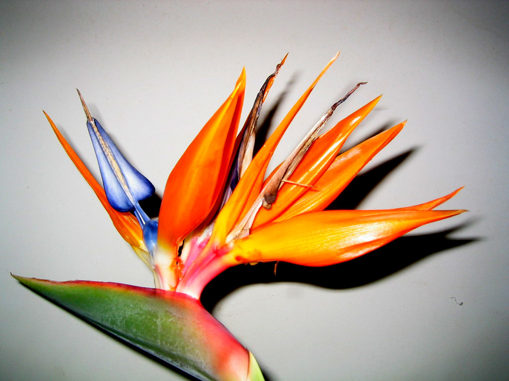 Birdofparadise flower ( Strelitzia reginae ) Birdofpar… Flickr