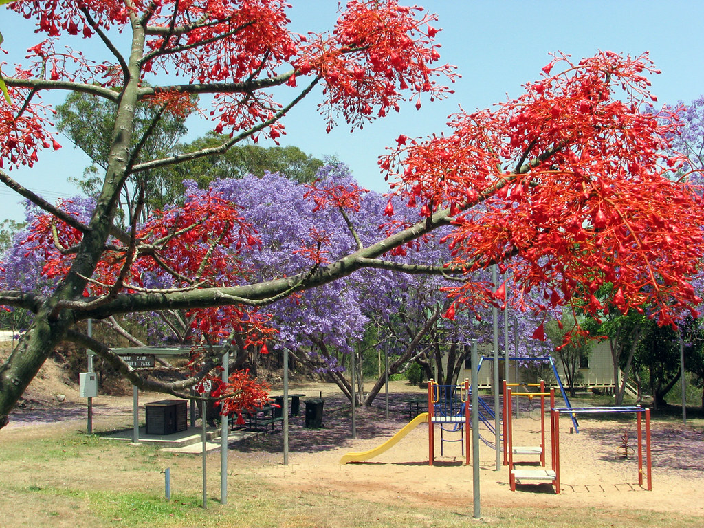 Jacaranda and Flame Tree in Flower in Herberton JACARANDA… Flickr