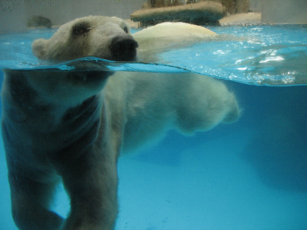 Polar Bear*3 Polar Bears are the largest bears. They are a… Flickr