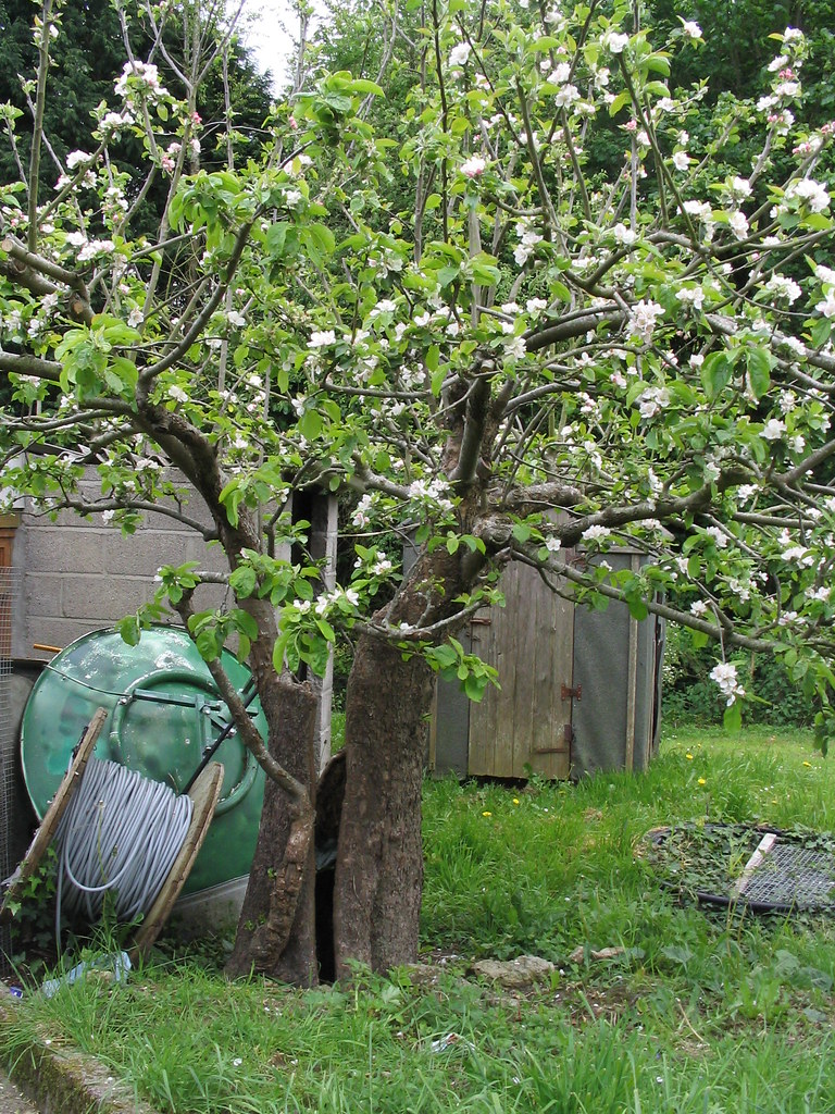 200 year old apple tree called Granfers tree David Sauirrell Flickr