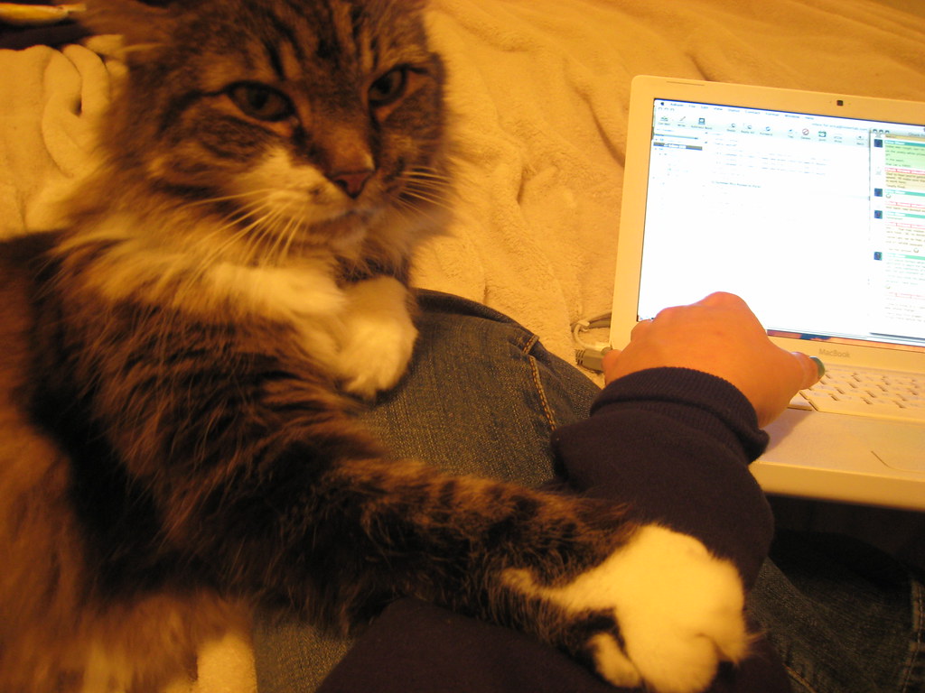 Your Attention Please This cat and his large white paw wou… Flickr