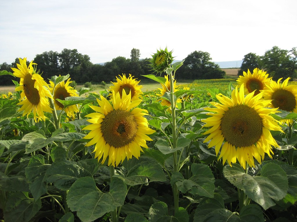 sunflowers etc 017 mightymarce Flickr