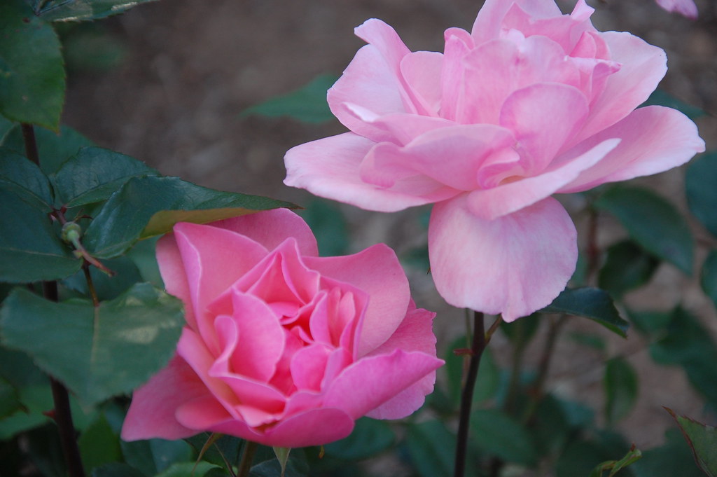 Nova Scotia 6 285 Summer Roses at the Halifax Victrorian P… Flickr