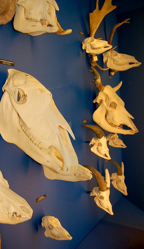 Various animal skulls From the Naturhistorisches Museum in… Flickr