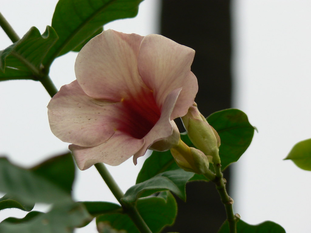 Allamanda 'Cherries Jubilee' Apocynaceae (dogbane, or olea… Flickr