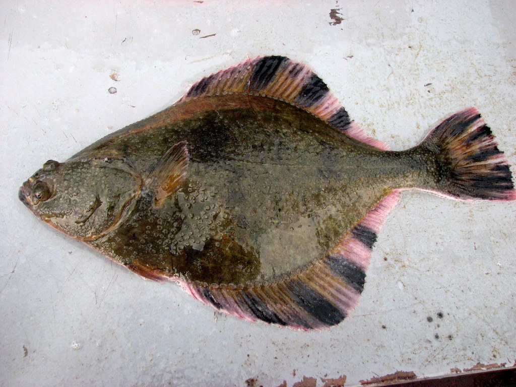 Starry Flounder (Platichthys stellatus) a photo on Flickriver