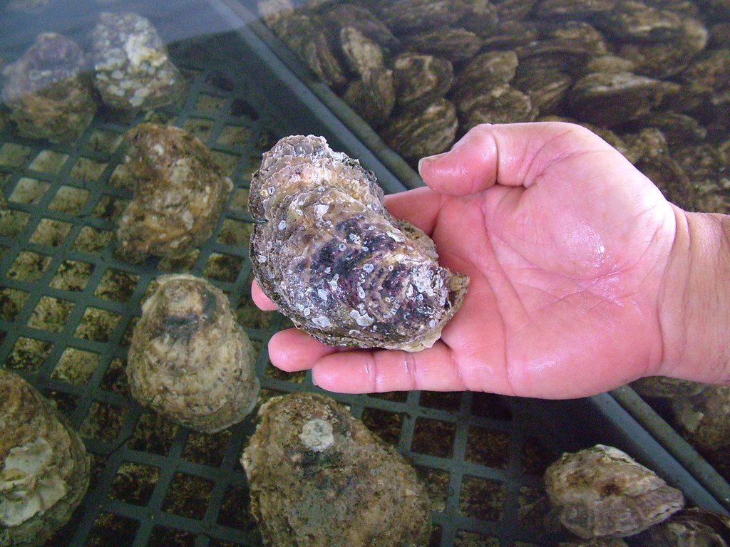 Oyster Hatchery, Grand Isle, LA 07.19.07 114 For image con… Flickr