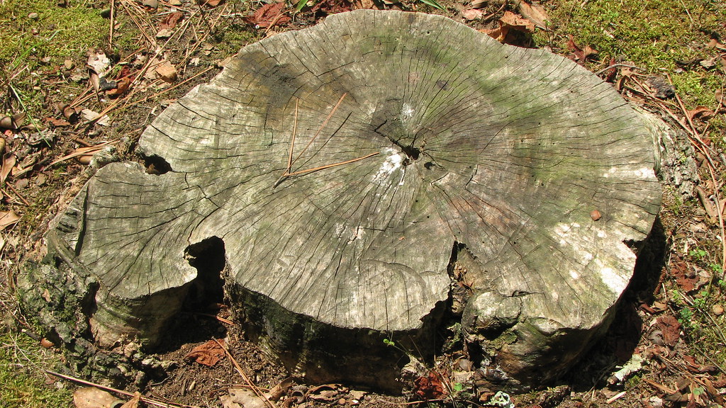 Box Elder Tree Stump Photographed for 72 Hour Challenge. T… Flickr