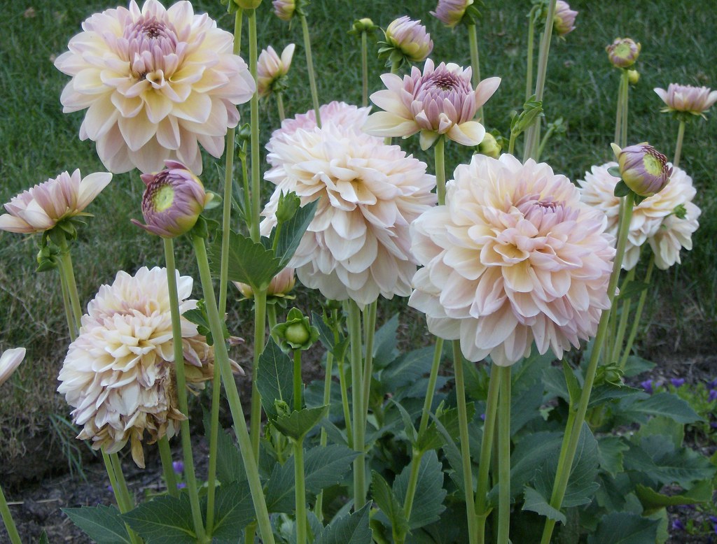 White Flower Farm, Litchfield, Connecticut. HPIM5243 sftrajan Flickr