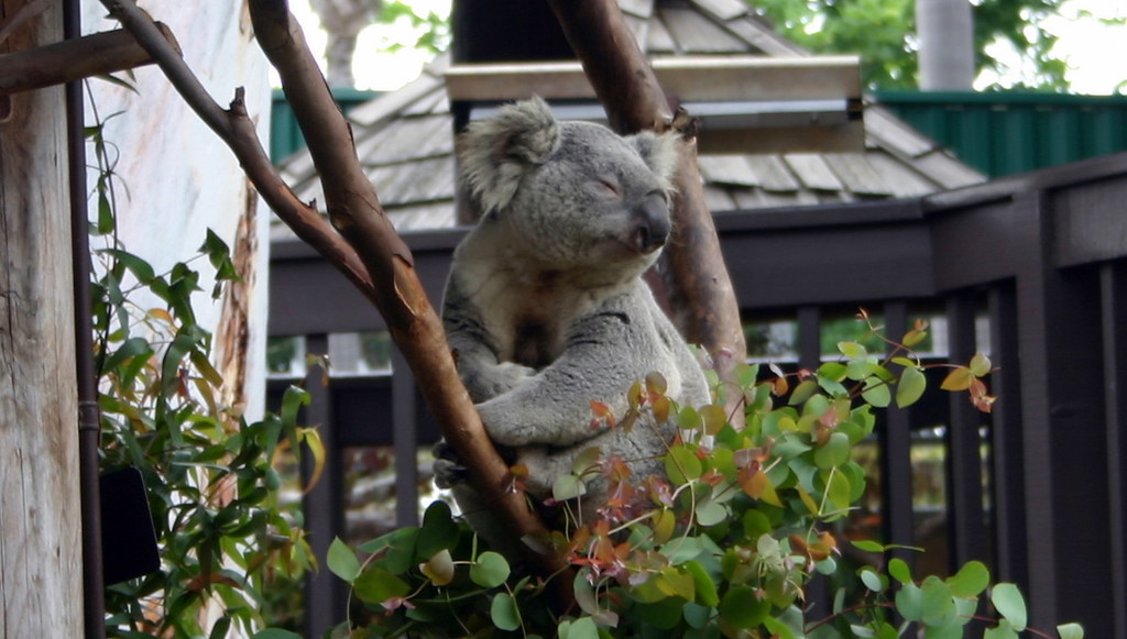 Why do koalas always look stoned? Dave Flickr
