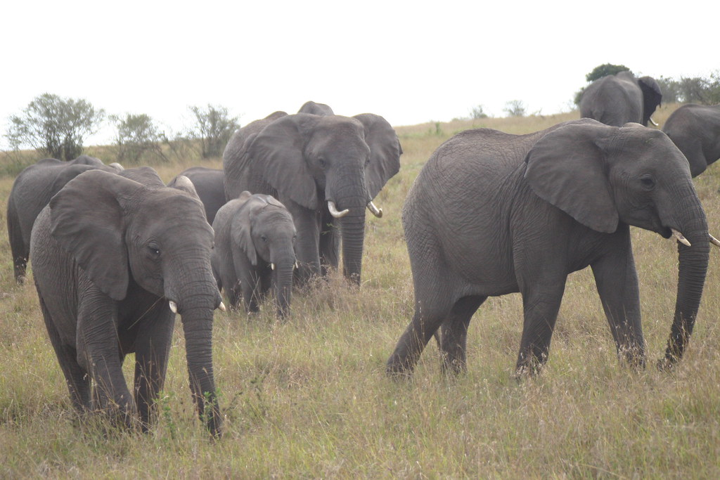 Elephants Protect Their Young kenyatrip07 Flickr