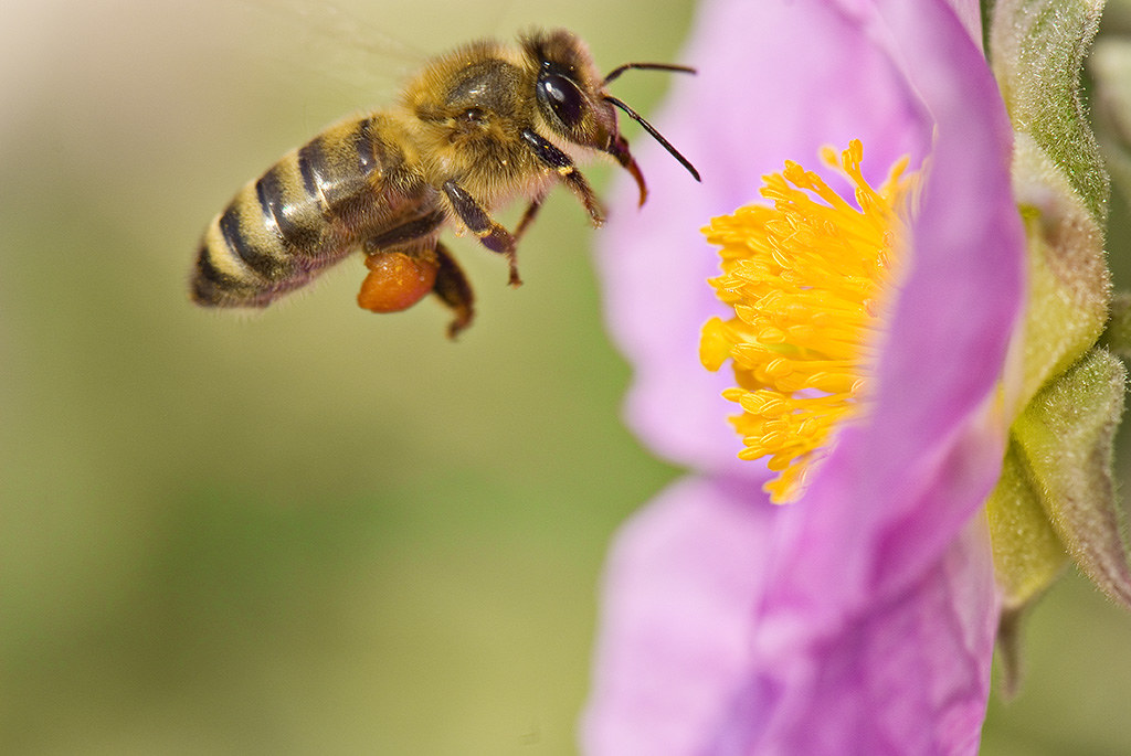 Abeille Abeille en vol Christian Salès Flickr