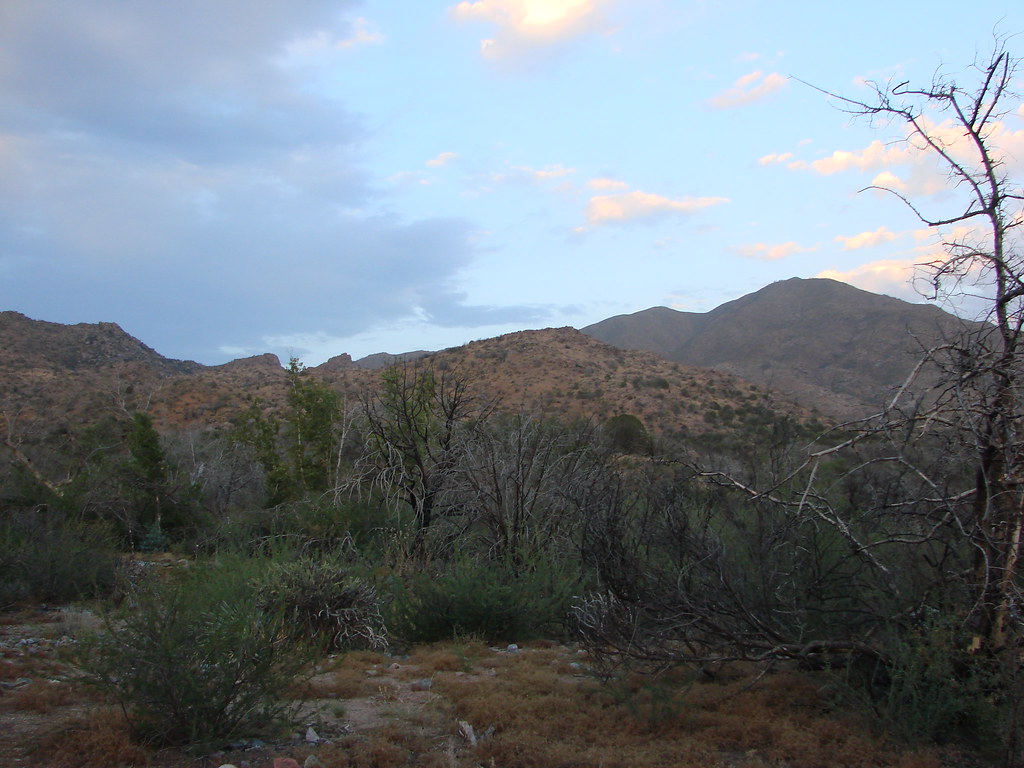 Sunflower AZ Jason Crews Flickr