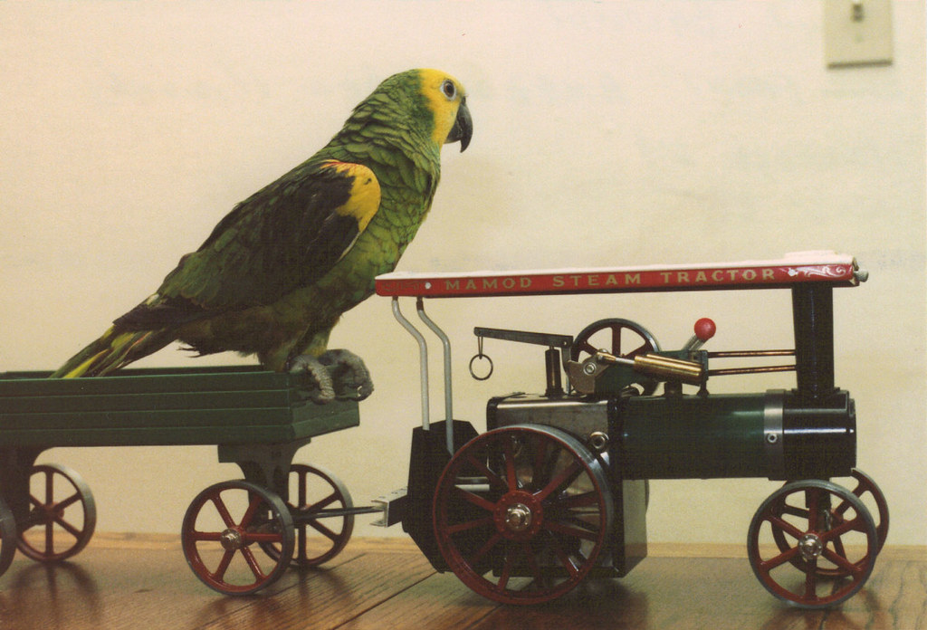 Cajun & Steam tractor 1988 Blue front Amazon Parrot on toy… Flickr