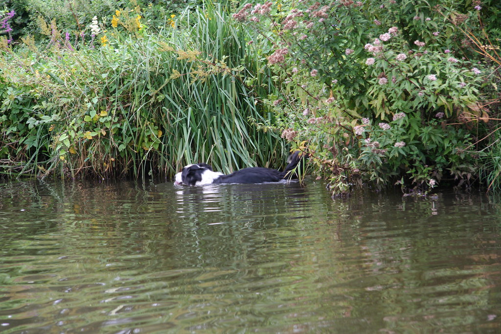 Dog in canal at Godalming Matt Williams Flickr
