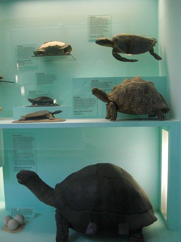 London The Natural History Museum Tortoises and Turtle… Flickr