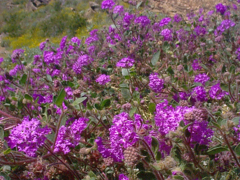 desert flowers palm springs Verbena wildflowers near palm … Flickr