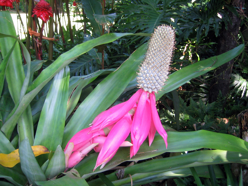 Cairns Botanical Gardens Flower more later Ron Flickr