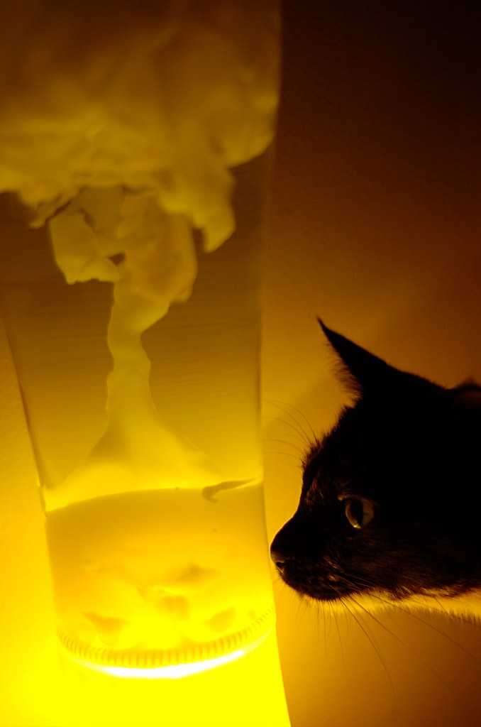Iffy and the Lava Lamp 2 My cat couldn't resist the lava l… Flickr
