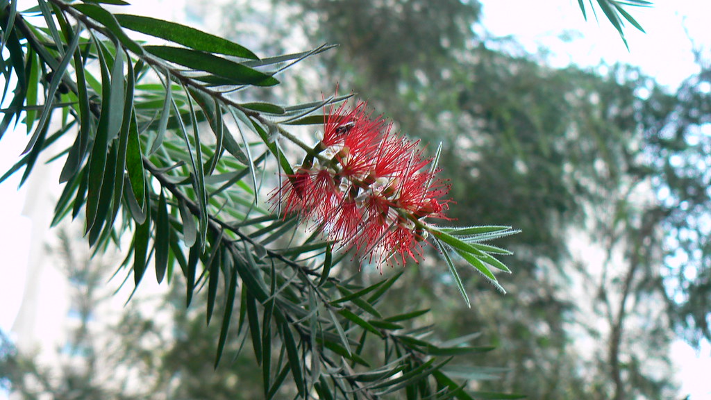 Bottle Brush Common name Bottle brush, Barap lei (Manipur… Flickr