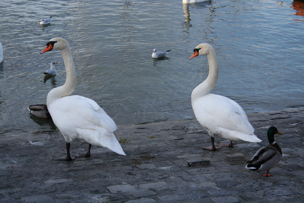 Pair of swans on land ImipolexG Flickr