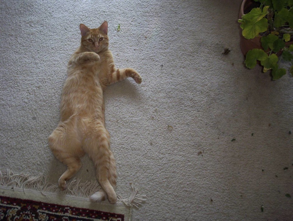 Postcatnip lounging Fuzz goes nuts over his catnip garden… Flickr