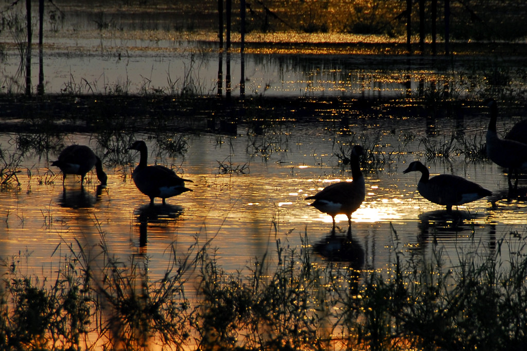 sparkling duck Steve Wall Flickr