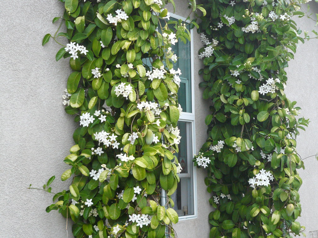 madagascar jasmine Stephanotis floribunda vining up a wind