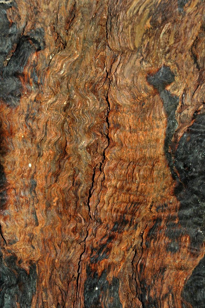 Burned Bark Closeup In Muir Woods Marin County CA 7/ 7… Greg