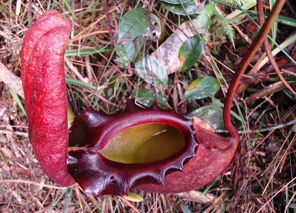 Nepenthes rajah Largest pitcher plant in the world, only