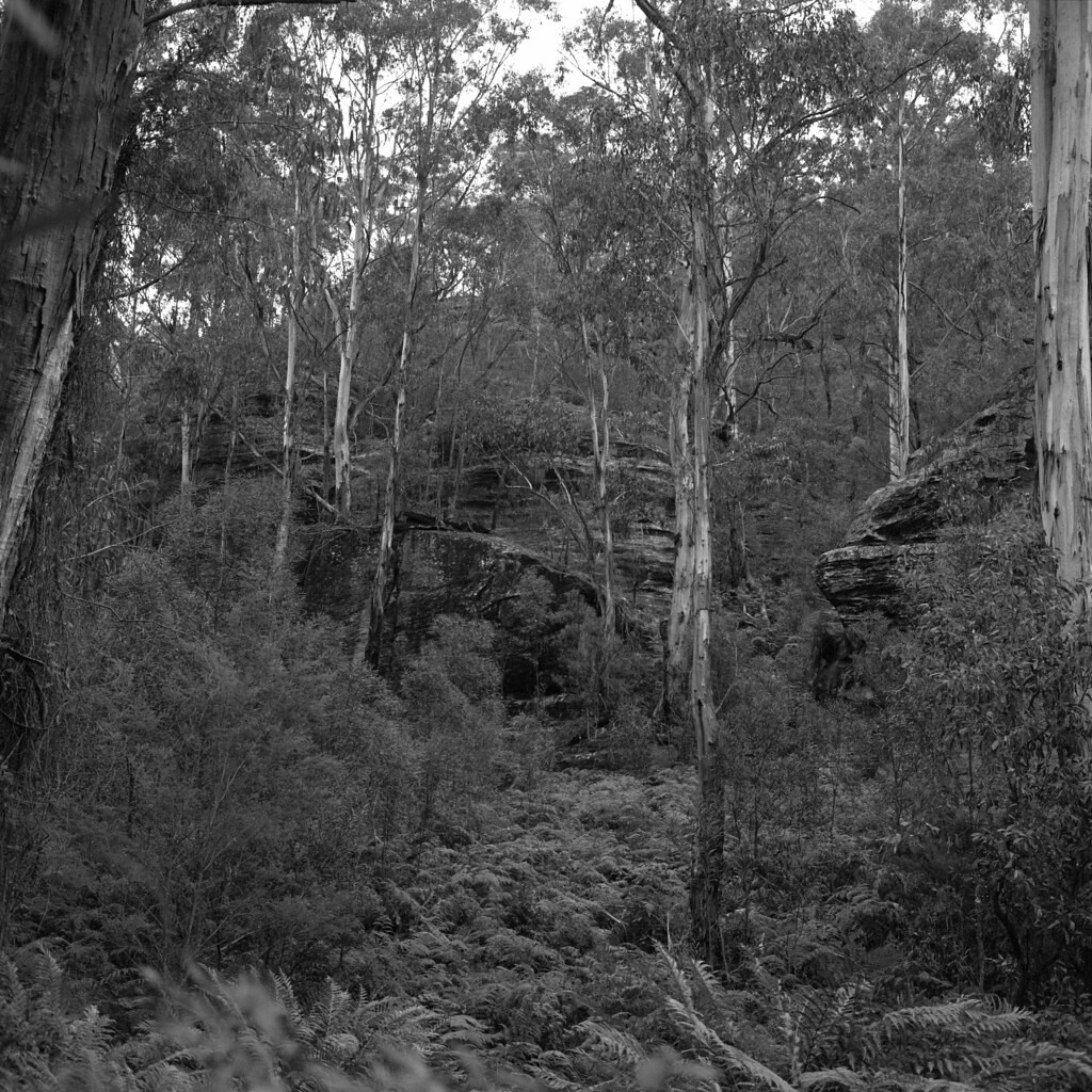 Glow Worm Trees 1 Along the trail to the Glow Worm Tunnel… Flickr