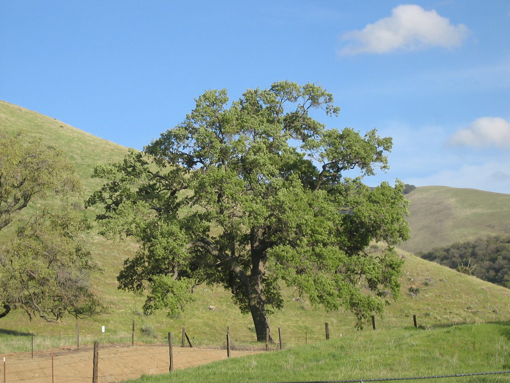 Lebec Ca Schools at Tidwell blog