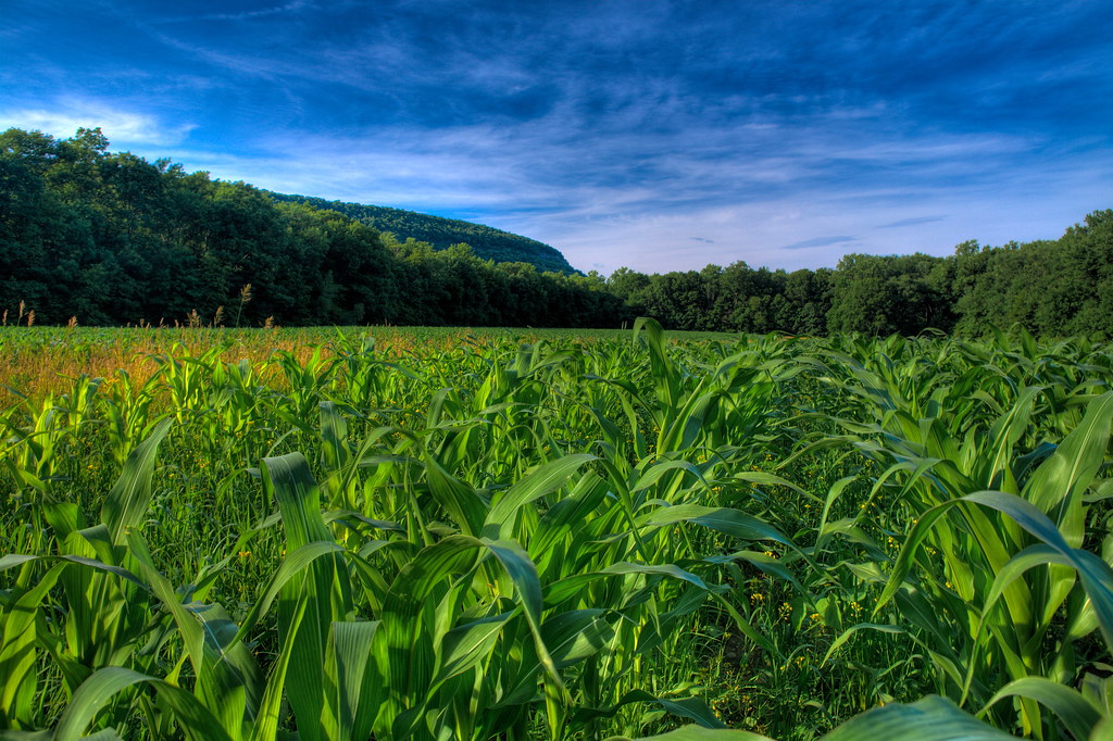 Corn Fields Kaldoon Flickr