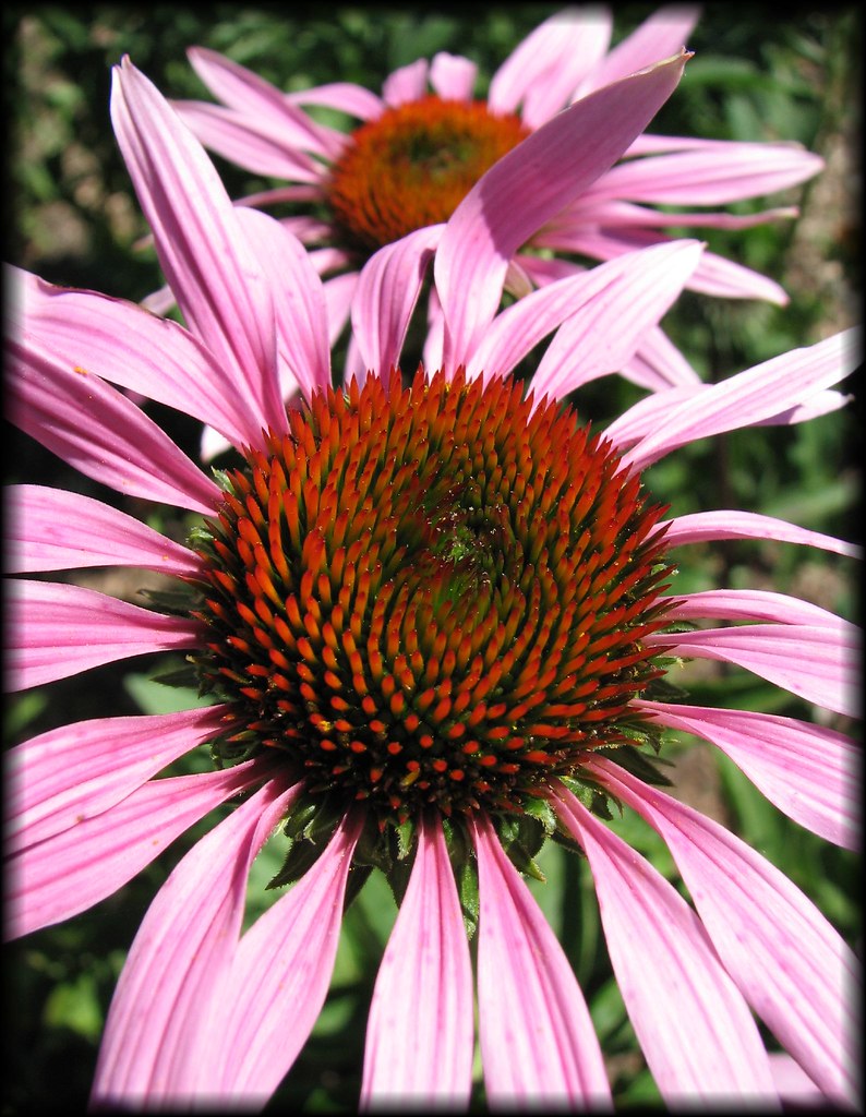 Prairie Coneflower_07 Prairie Coneflowers at the Beatrice … Flickr