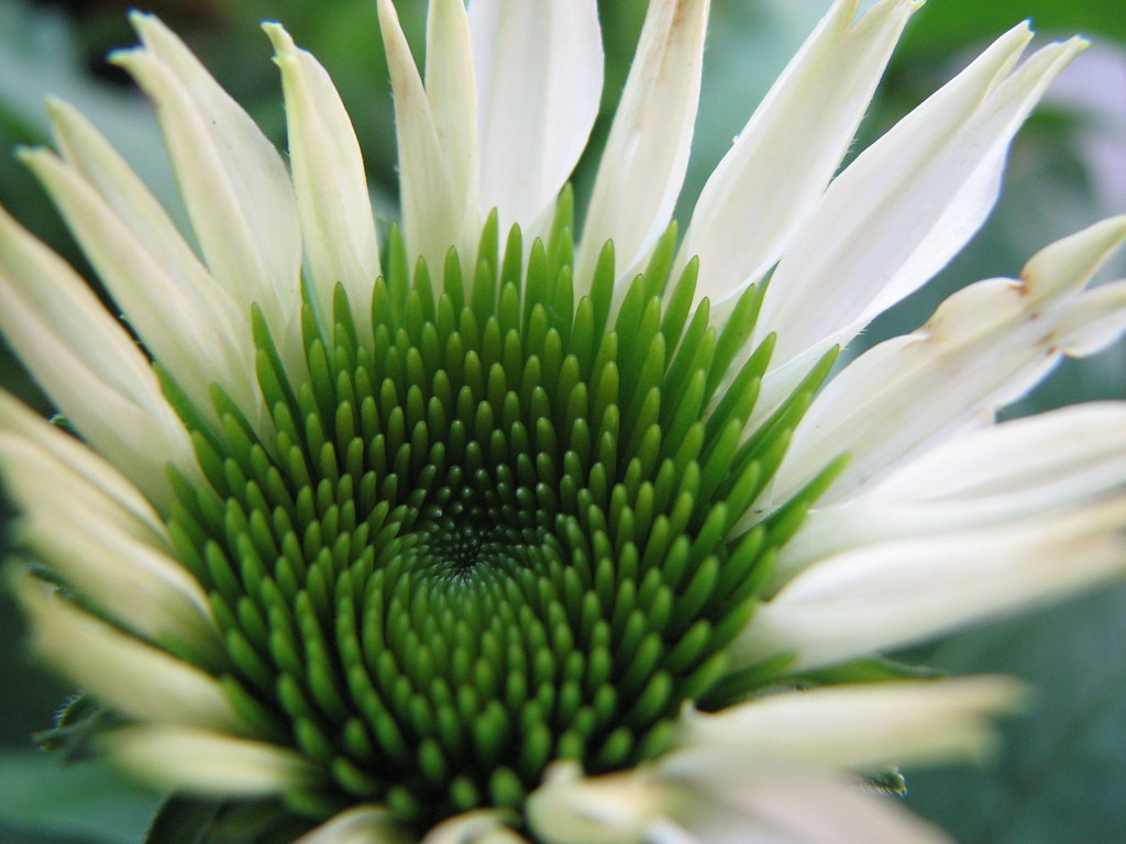Pretty white flower with a green center. Cannon S3 macro. klg1309