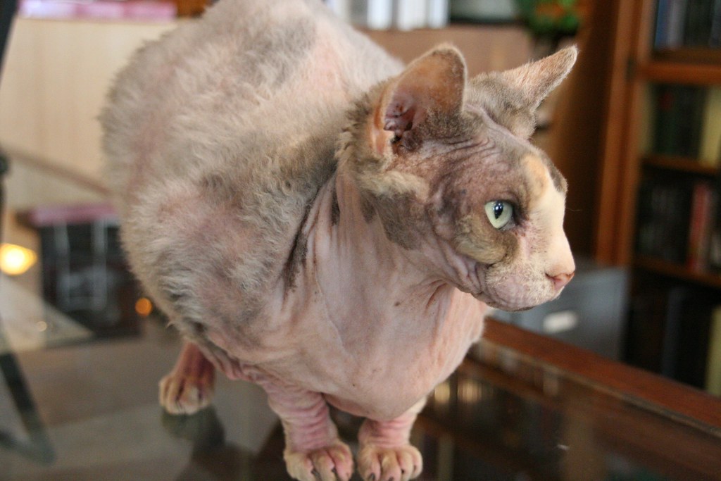 hairless cat, now with hair Ripley started growing fur aft… Flickr