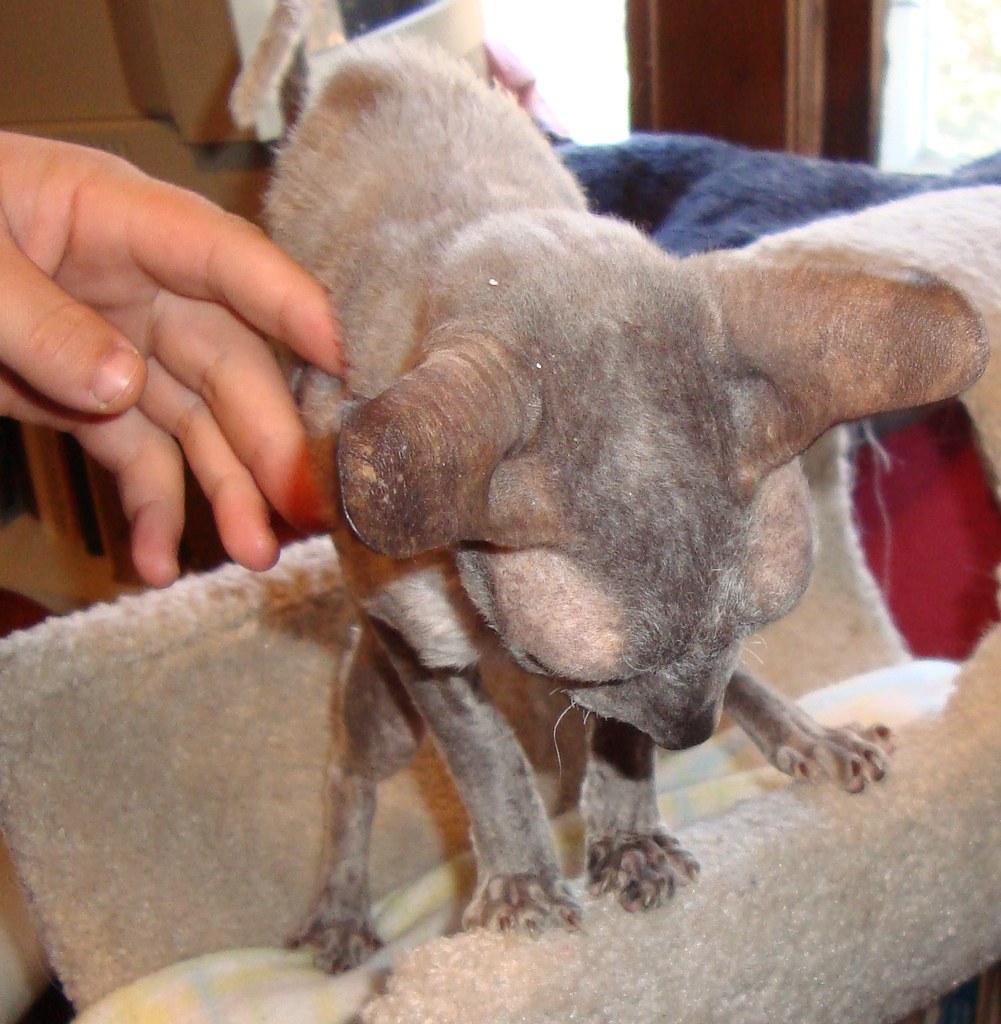Phoebe in MN Phoebe is a Cornish Rex available for adoptio… Flickr