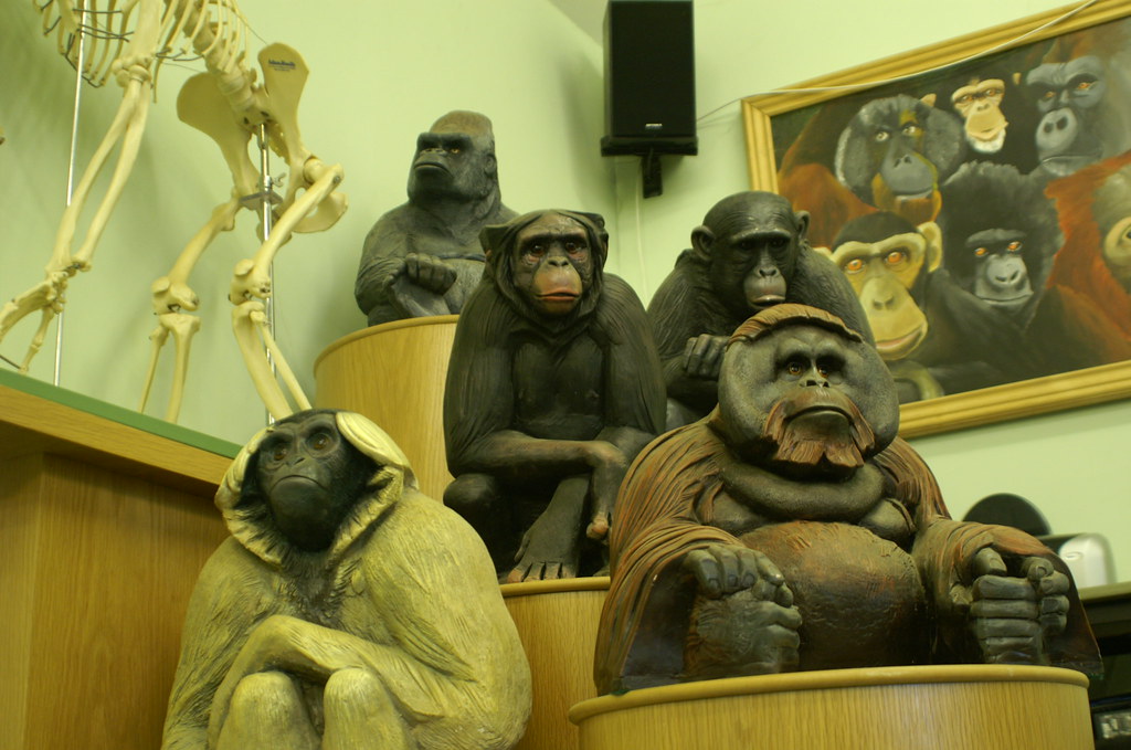 Apes Statues of Ape species in the Napier Centre, Twycross… Flickr