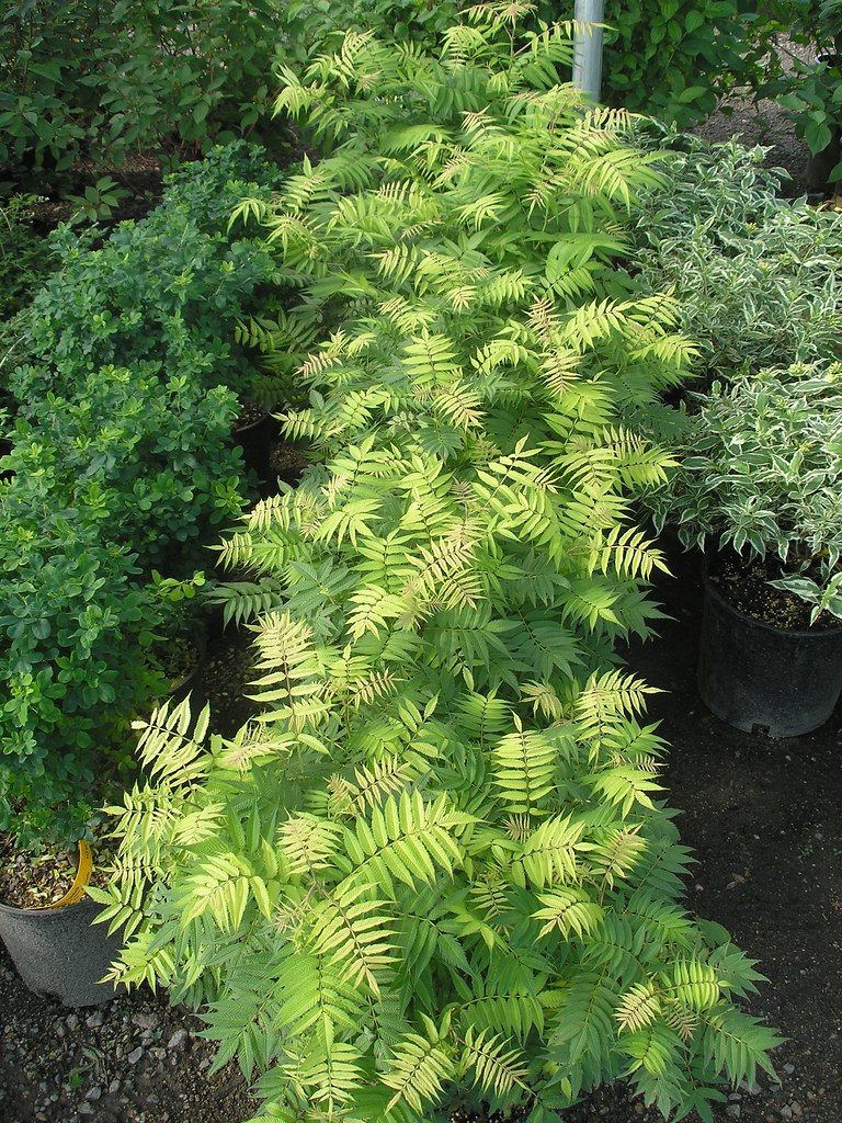 'Sem' Ash Leaf Spirea Connie Kratzke Flickr