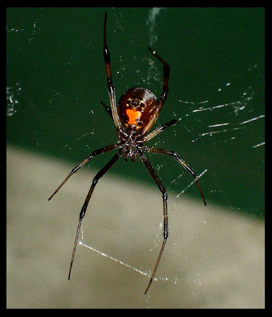 Black Widow Spider Orange County has a lot of spiders, mos… Flickr