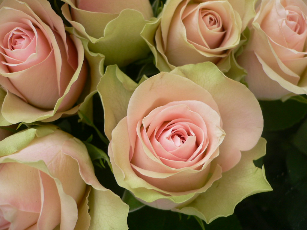 A Rose A rose to rise A rose to fall A rose to conquer all… Flickr